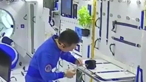 中国空间站的植物都长这么大了